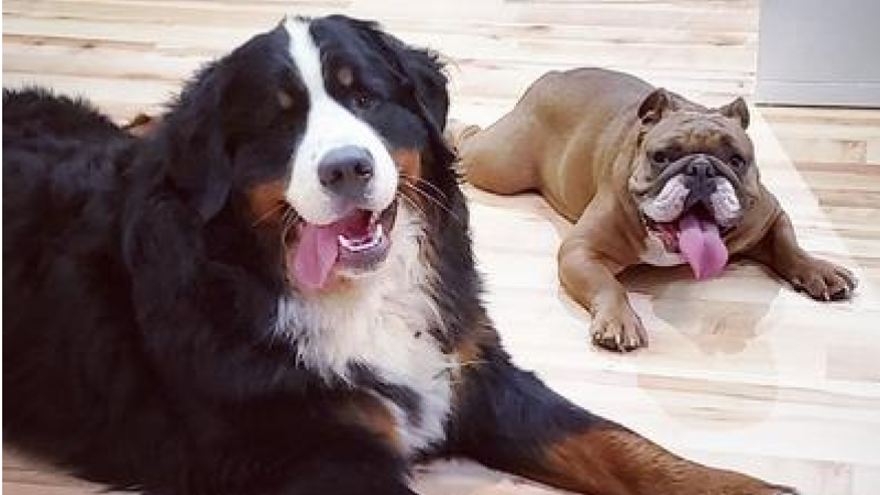Colbert the Berner Needs Your Help