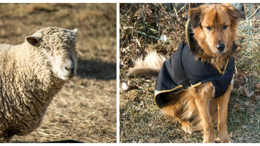 Cuvilly Critters Hop-a-thon 2020