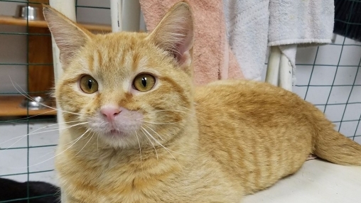Vet Care for Rescue Cats